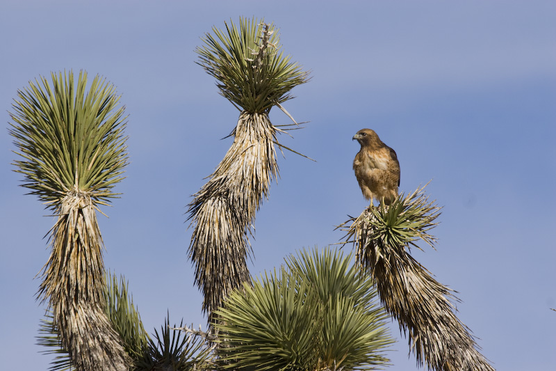 Red-Tailed Hawk In Joshua Tree